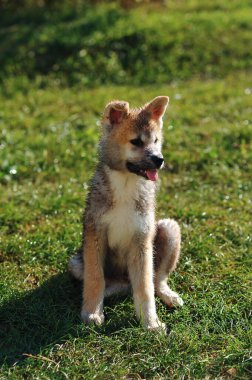Yazın çimlerin üzerinde oturan sevimli ıslak akita inu yavrusunun dikey çekimi. Yumuşak akita inu dog. Mutlu köpek.