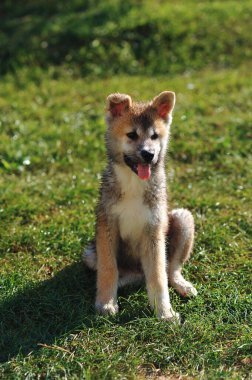 Yazın çimlerin üzerinde oturan sevimli akita inu yavrusu. Yumuşak akita inu dog. Mutlu köpek.