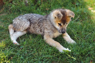 Sevimli ıslak akita inu köpek yavrusunun yatay fotoğrafı çimenlerde uzanıyor ve yazın açık havada papatya çiçeğiyle oynuyor. Fluffy akita inu dog