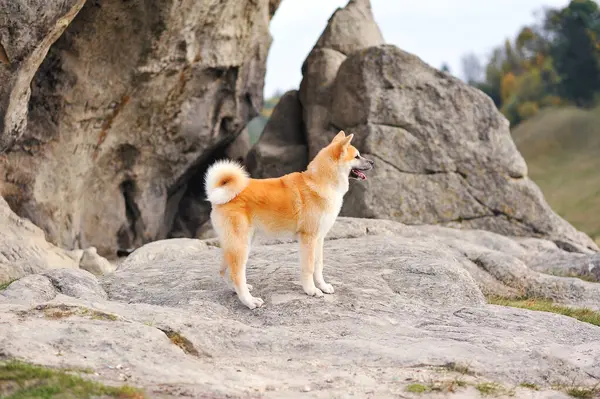 6 aylık Akita Inu köpeğinin kayalıklarda dikilirken çekilmiş yatay fotoğrafı. Mutlu köpek sonbaharda dışarıda. Fluffy akita inu dog