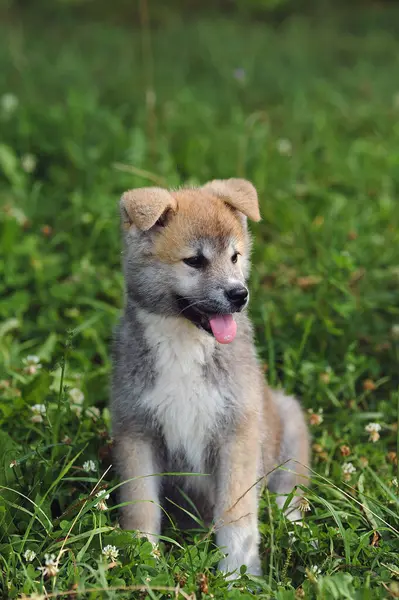 夏の緑の草の中の美しく幸せな秋田犬の肖像画 ふわふわの赤田インウ小犬 テキスト用スペース ロイヤリティフリーのストック写真