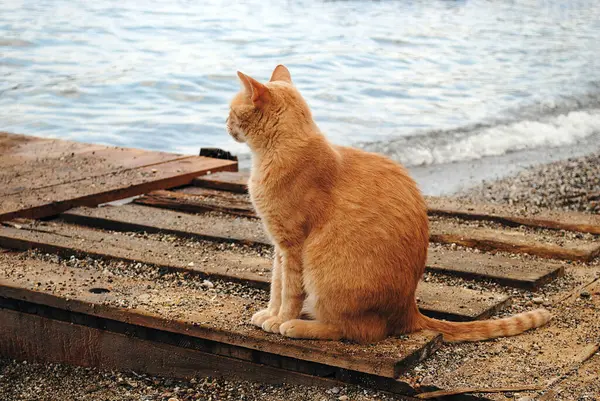 Horizontal photo of red cat sitting on the seashore and look into the distance in the summer season. Cute homeless cat sitting on the beach in Marmaris. Copy space for text