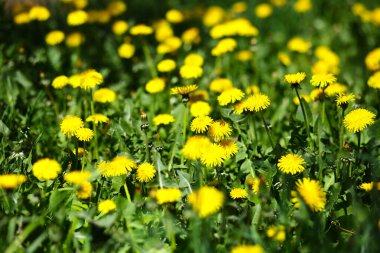 Sarı karahindibalı yeşil tarlanın yatay fotoğrafı. Yerdeki sarı bahar çiçeklerine yakın çekim