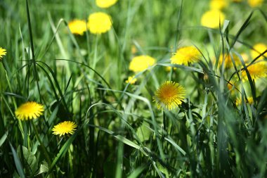 Sarı karahindibalı yeşil tarlanın yatay fotoğrafı. Yerdeki sarı bahar çiçeklerine yakın çekim