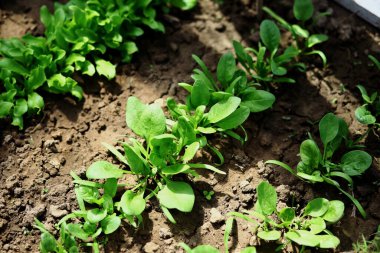 Seradaki taze taze organik ıspanak bitkileri. Bahçede yeşil yetişir. Sebze bahçesi, taze sebzeler. Vitamin konsepti, düzgün beslenme, fidanlar, ekme, çiftlik, bahar