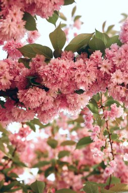 Bahar zamanı kiraz çiçekli güzel sakura. Çiçek açan sakura ağacının dalları. Kiraz ağaçları bahçesi.