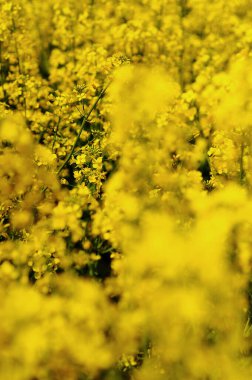 Kolza çiçeğinin güçlü güneş ışığıyla çekilmiş fotoğrafını çek. Tarım tarlası ve kolza tohumu bitkileri. Doğa geçmişi. Bahar mevsimi