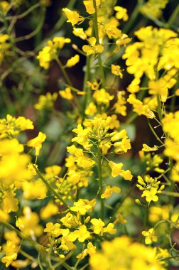 Sarı parlak kolza tohumu çiçeği yakından. Kanola Colza Sarı Çiçekler. Kolza tohumu, Çayırlık Yağ tohumu