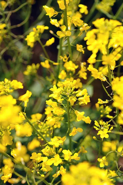 Sarı parlak kolza tohumu çiçeği yakından. Kanola Colza Sarı Çiçekler. Kolza tohumu, Çayırlık Yağ tohumu