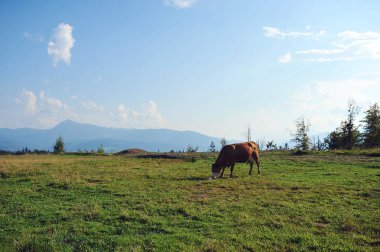 Kızıl inek dağların arka planında yaz otlaklarında otluyor. Yatay fotoğraf. Metin için boşluk