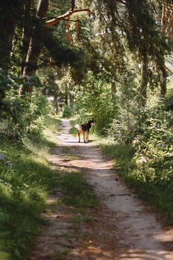 Sibirya Husky köpeğinin ormanda yürüyüşünün arka görüntüsü. Yazın güneşli bir günde orman yolunda yürüyen bir köpek.