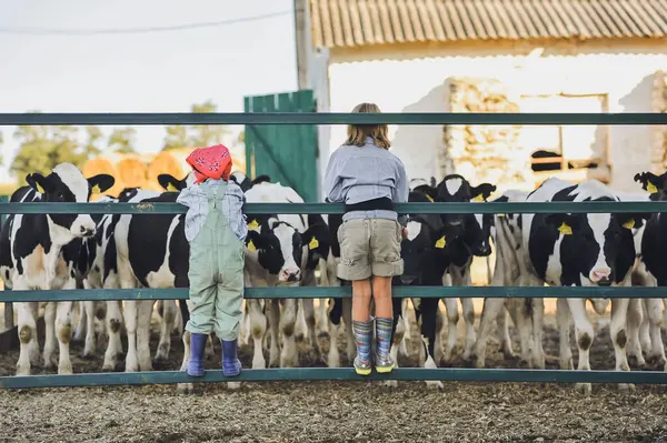 Yazın çiftlikte inekleri besleyen mutlu çocukların yatay fotoğrafı. Çiftçi çocuklar hayvanlarla oynarlar. Çocuk ve hayvan dostluğu. Kırsalda aile eğlencesi.