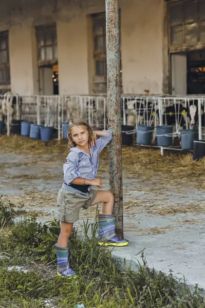 Çiftçi çocuğun yazın bir çiftlikte ineklerle oynadığı dikey fotoğraf. Çocuk ve hayvan dostluğu. Mutlu bir çocukluk. Mutlu yazlar, açık hava yaşam tarzı