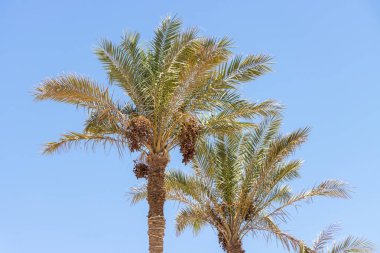 Hurma ağaçlarının meyveleri.