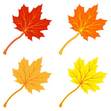 Akçaağaç yaprağı logosu Şablon çizimi tasarımı