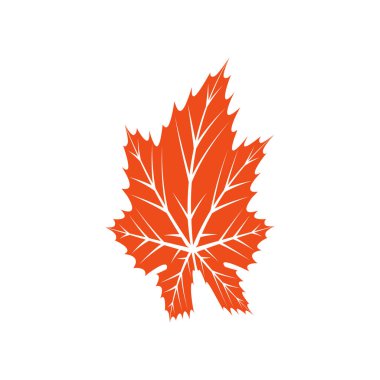 Akçaağaç yaprağı logosu Şablon çizimi tasarımı