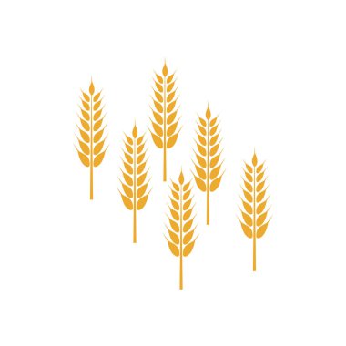 Tarım buğday vektör tasarımı 