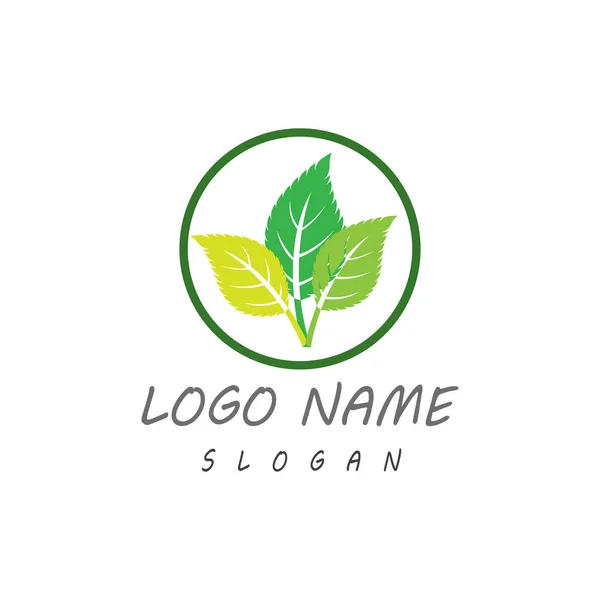 Yaprak Simgesi Vektör İllüstrasyon Tasarım Logosu şablonu