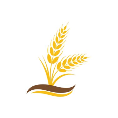 Tarım buğday vektör tasarımı 