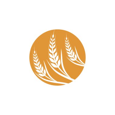 Tarım buğday vektör tasarımı 