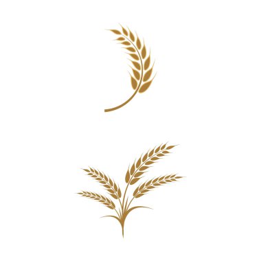 Tarım buğday vektör tasarımı 