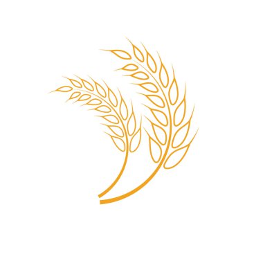 Tarım buğday vektör tasarımı 