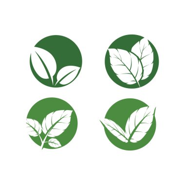 Yaprak Nane Logosu Şablon Sembolünü Doğaya Ayarla