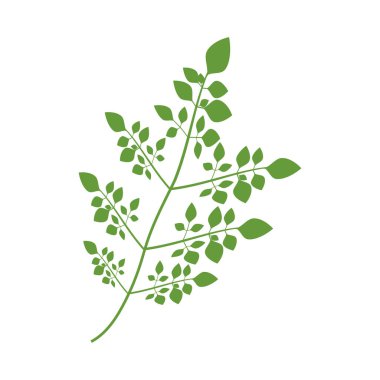 Moringa yaprağı logo şablonu vektör sembolü doğa