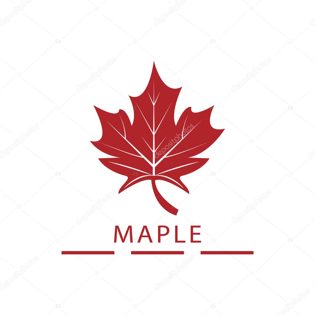 Maple leaf vector illustration design template