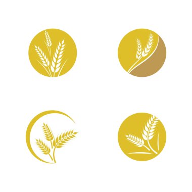 Tarım buğday vektör tasarımı 