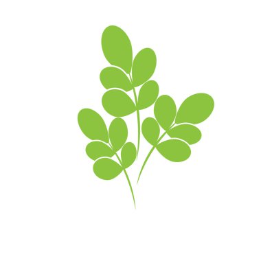 Moringa yaprağı logo şablonu vektör sembolü doğa