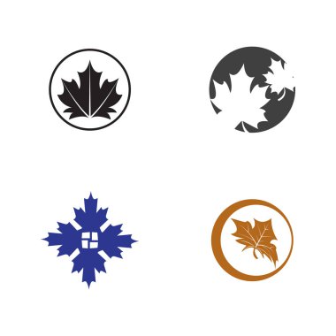 Akçaağaç yaprağı vektör çizim şablonu