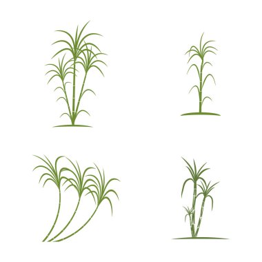 Şeker kamışı logo şablonu vektör sembolü doğa