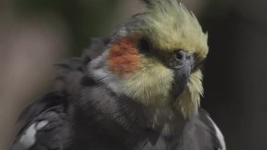 Cockatiel, Avustralya 'ya özgü küçük bir papağan. Nymphicus hollandicus
