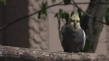Cockatiel, Avustralya 'ya özgü küçük bir papağan. Nymphicus hollandicus