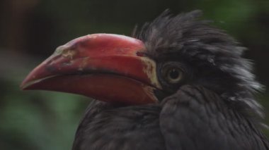 Boynuzlu Taçlı Bill. Lophoceros alboterminatus bir Afrika boynuzu gagasıdır. Yakın plan.