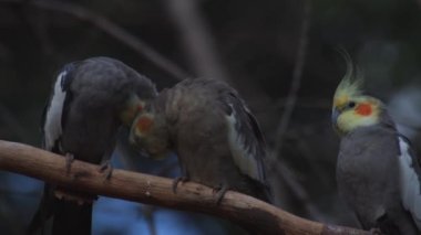 Cockatiel, Avustralya 'ya özgü küçük bir papağan. Nymphicus hollandicus