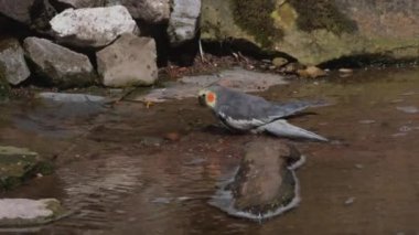 Cockatiel, Avustralya 'ya özgü küçük bir papağan. Nymphicus hollandicus
