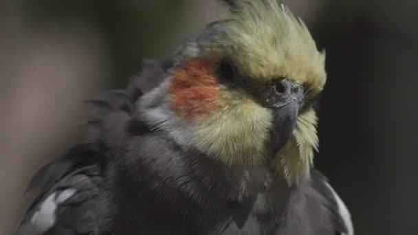 Cockatiel Avustralya Özgü Küçük Bir Papağan Nymphicus Hollandicus — Stok video