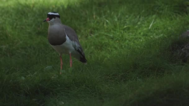 冠をかぶったり冠をかぶったりするのは 羽ばたきする亜科の鳥です ヴァネラス コロナトゥス — ストック動画