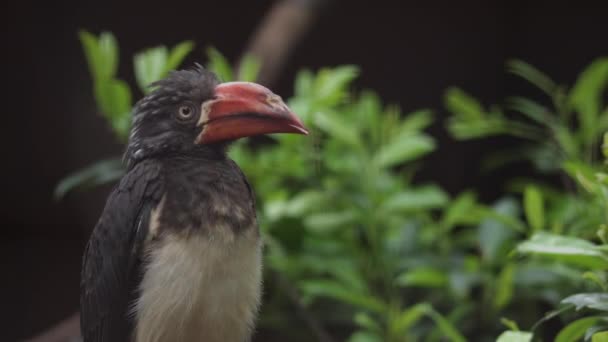 Coronado Hornbill Lophoceros Alboterminatus Carey Africano Primer Plano — Vídeos de Stock