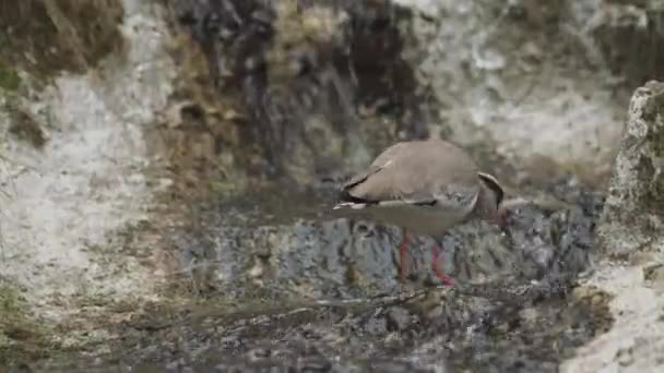 Pluvier Couronné Est Oiseau Sous Famille Des Pluviers Couronnés Vanellus — Video