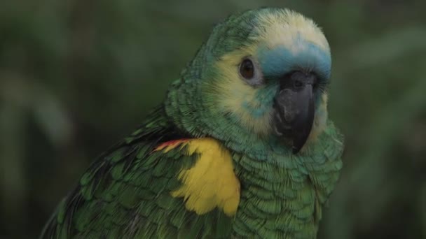Primer Plano Loro Amazónico Fachada Azul Imágenes Fullhd Alta Calidad — Vídeo de stock