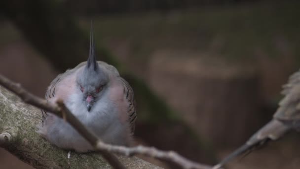 Pigeon Huppé Reposant Sur Une Branche Des Images Fullhd Haute — Video