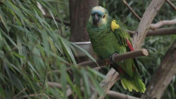 Крупным Планом Синего Амазонского Попугая Высококачественные Fullhd Кадры — стоковое видео