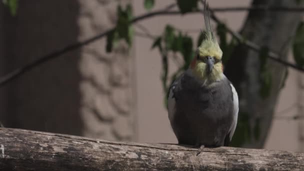 Cockatiel Pequeño Loro Endémico Australia Nymphicus Hollandicus — Vídeo de stock