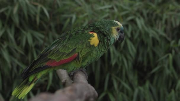 Крупным Планом Синего Амазонского Попугая Высококачественные Fullhd Кадры — стоковое видео