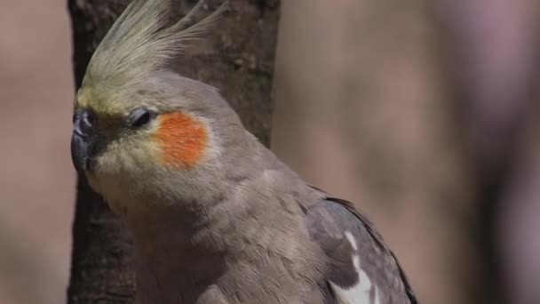 Cockatiel Small Parrot Endemic Australia Nymphicus Hollandicus — Stock Video