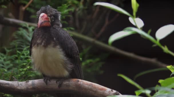 Koronowany Hornbill Lophoceros Alboterminatus Jest Afrykańskim Rogatym Zbliżenie — Wideo stockowe