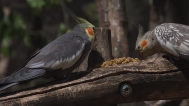 Cockatiel Pequeno Papagaio Endêmico Austrália Nymphicus Hollandicus — Vídeo de Stock